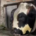 Sapi Premium di Tulungagung Kian Mahal Jelang Idul Adha 2026