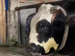 Sapi Premium di Tulungagung Kian Mahal Jelang Idul Adha 2026