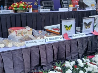 Polda Jatim Ungkap Kasus Penyelundupan Gading Gajah, Lobster dan Kupu-kupu