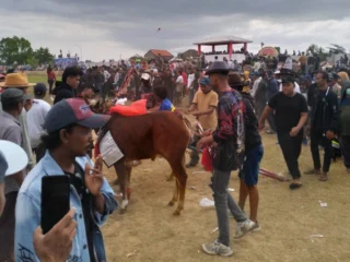 64 Peserta Meriahkan Kerapan Sapi Piala AHY di Bangkalan